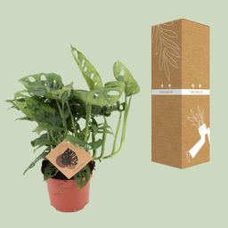 Meergroothandel Monstera Monkey - Ø12cm - ↕30cm (18919)