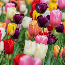 Kh bloembollen Tulpenbollen mix bundel 15 zakjes (25778)