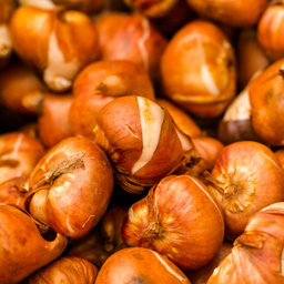 Kh bloembollen Tulpenbollen mix bundel 15 zakjes (25778)