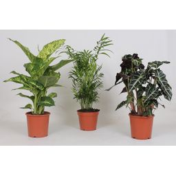 Meergroothandel Binnenplanten Mix - 3 stuks - Ø17cm - ↕45-55cm (32630)