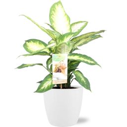 Meergroothandel Dieffenbachia Camilla - Ø17cm - ↕45cm + Pot Brussels D18x17cm - Wit (43225)