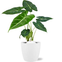 Meergroothandel Alocasia Frydek - Ø12cm - ↕35cm + Pot Brussels D13,5x12,5cm - Wit (43212)