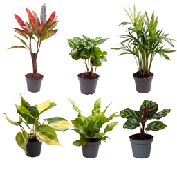 Meergroothandel Baby Plantjes Verrassingsbox - Ø6cm - ↕12cm - x6 (32238)