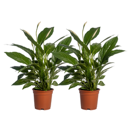 Meergroothandel Spathiphyllum Vivaldi - 2 stuks - Ø17cm - ↕70cm (32896)