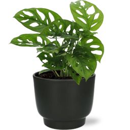 Meergroothandel Monstera Monkey Leaf - Ø12cm - ↕30cm + Potenza Pot D13x11cm - Zwart (43369)