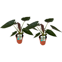 Meergroothandel Alocasia Wentii - 2 stuks - Ø19cm - ↕85cm (32892)