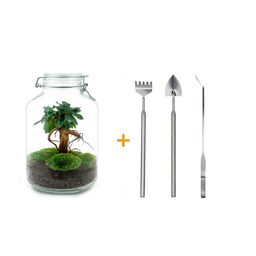 Urbanjngl DIY terrarium - Jar - Ficus Ginseng bonsai - ↕ 28 cm - Rake + Shovel + Tweezer (8720872020204)