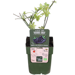 Hoogeveen Rubus fruticosus 'Thornless Evergreen' - Doornloze Braam - Ø13cm - ↕45cm (8719497267873)