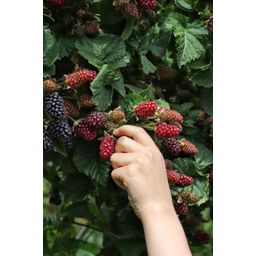 Hoogeveen Rubus fruticosus 'Thornless Evergreen' - Doornloze Braam - Ø13cm - ↕45cm (8719497267873)