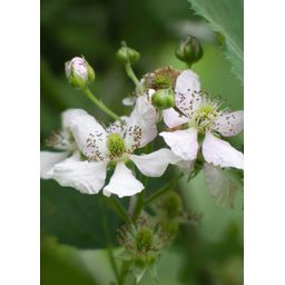 Hoogeveen Rubus fruticosus 'Thornless Evergreen' - Doornloze Braam - Ø13cm - ↕45cm (8719497267873)