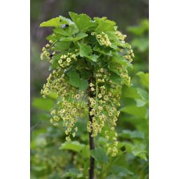 Hoogeveen Ribes rubrum 'Jonkheer van Tets' - Aalbes - Ø13cm - ↕45cm (8719497267736)