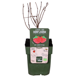 Hoogeveen Rubus idaeus 'Malling Promise' - Framboos - Ø13cm - ↕45cm (8719497267729)