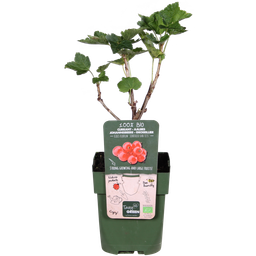 Hoogeveen Ribes rubrum 'Jonkheer van Tets' - Aalbes - Ø13cm - ↕45cm (8719497267736)