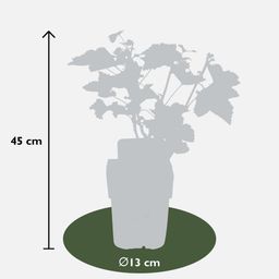 Hoogeveen Ribes rubrum 'Jonkheer van Tets' - Aalbes - Ø13cm - ↕45cm (8719497267736)