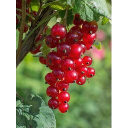 Hoogeveen Ribes rubrum 'Jonkheer van Tets' - Aalbes - Ø13cm - ↕45cm (8719497267736)
