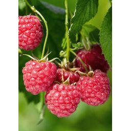 Hoogeveen Rubus idaeus 'Malling Promise' - Framboos - Ø13cm - ↕45cm (8719497267729)
