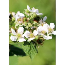 Hoogeveen Rubus idaeus 'Malling Promise' - Framboos - Ø13cm - ↕45cm (8719497267729)