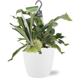 Meergroothandel Platycerium Bifurcatum - Ø17cm - ↕30cm + Pot Brussels D18x17cm - Wit (43221)