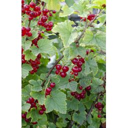 Hoogeveen Ribes rubrum 'Jonkheer van Tets' - Aalbes - Ø13cm - ↕45cm (8719497267736)