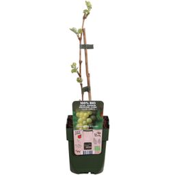 Hoogeveen Vitis vinifera 'Johanniter' - Witte Druif - Ø13cm - ↕45cm (8719474819002)