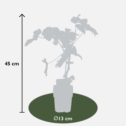 Hoogeveen Vitis vinifera 'Johanniter' - Witte Druif - Ø13cm - ↕45cm (8719474819002)
