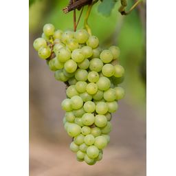 Hoogeveen Vitis vinifera 'Johanniter' - Witte Druif - Ø13cm - ↕45cm (8719474819002)