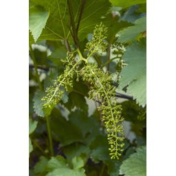 Hoogeveen Vitis vinifera 'Johanniter' - Witte Druif - Ø13cm - ↕45cm (8719474819002)