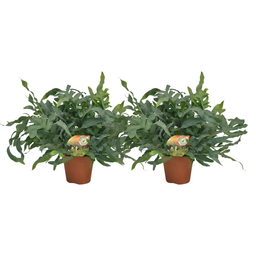 Meergroothandel Phlebodium Blue Star - 2 stuks - Ø17cm - Ø60cm (32894)