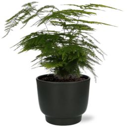 Meergroothandel Asparagus Setaceus - Ø12cm - ↕35cm + Potenza Pot D13x11cm - Zwart (43370)