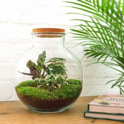 Urbanjngl DIY terrarium - Bolder Bob - ↕ 30 cm - Normal (8719327448625)