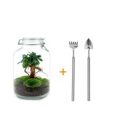 Urbanjngl DIY terrarium - Jar - Ficus Ginseng bonsai - ↕ 28 cm - Rake + Shovel (8720872020198)