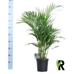 Meergroothandel Dypsis Lutescens 120 - Ø19cm - ↕100cm (32392)