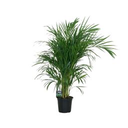Meergroothandel Dypsis Lutescens 120 - Ø19cm - ↕100cm (32392)