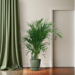 Meergroothandel Dypsis Lutescens 120 - Ø19cm - ↕100cm (32392)