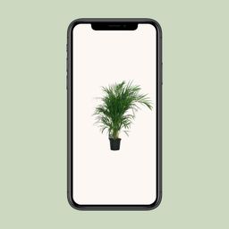 Meergroothandel Dypsis Lutescens 120 - Ø19cm - ↕100cm (32392)