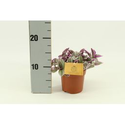 Meergroothandel Tradescantia Sweetness 10,5cm - Ø10,5cm - ↕10cm (32083)