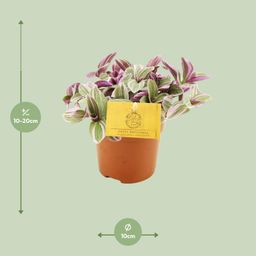 Meergroothandel Tradescantia Sweetness 10,5cm - Ø10,5cm - ↕10cm (32083)