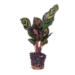 Urbanjngl Calathea Makoyana - Pauwenplant - Terrarium plant - Potmaat 6 (8720872020846)