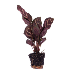 Urbanjngl Calathea Makoyana - Pauwenplant - Terrarium plant - Potmaat 6 (8720872020846)