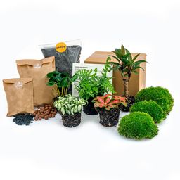 Urbanjngl Planten terrarium pakket - Jungle 5 - Coffea - Varen - Palm - 2x Fittonia - Navulling & Startpakket- DIY (8720872021171)