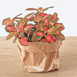 Urbanjngl Planten terrarium pakket - Jungle 5 - Coffea - Varen - Palm - 2x Fittonia - Navulling & Startpakket- DIY (8720872021171)