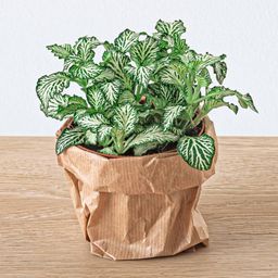 Urbanjngl Planten terrarium pakket - Jungle 5 - Coffea - Varen - Palm - 2x Fittonia - Navulling & Startpakket- DIY (8720872021171)