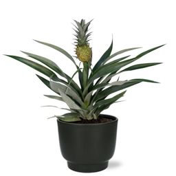 Meergroothandel Bromelia Ananas - Ø12cm - ↕30cm + Potenza Pot D13x11cm - Zwart (43371)
