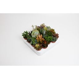 Meergroothandel Succulenten Mix - 20 stuks - Ø5,5cm - ↕10cm (33508)