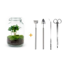 Urbanjngl DIY terrarium - Jar - Coffea Arabica - ↕ 28 cm - Rake + Shovel + Tweezer + Scissors (8720872020303)