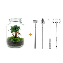 Urbanjngl DIY terrarium - Jar - Ficus Ginseng bonsai - ↕ 28 cm - Rake + Shovel + Tweezer + Scissors (8720872020211)