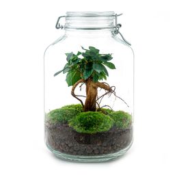 Urbanjngl DIY terrarium - Jar - Ficus Ginseng bonsai - ↕ 28 cm - Rake + Shovel + Tweezer + Scissors (8720872020211)