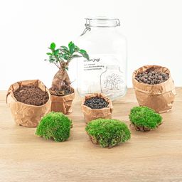 Urbanjngl DIY terrarium - Jar - Ficus Ginseng bonsai - ↕ 28 cm - Rake + Shovel + Tweezer + Scissors (8720872020211)