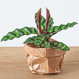 Urbanjngl Planten terrarium pakket - Lancifolia - Bonsai - Asparagus - 5 planten - Navulling & Startpakket- DIY (8720872021614)