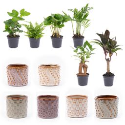 Urbanjngl Mini-plant set 6 - Inclusief pot set Madrid (8720872023410)